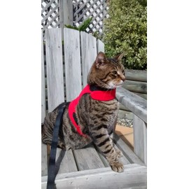 Mynwood Cat Jacket/Harness Red Kitten up to 8 month