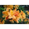 Azalea 'Mandarin Lights' (Exbury hybrid) Shrub, orange flowers, #2 -