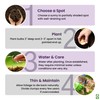 Grape Hyacinth Bulbs - 15 Muscari Armeniacum Bulbs for Planting