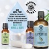 Natural Planet Eucalyptus Essential Oil Therapeutic Grade Pure, 100% Pure