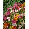NIKA SEEDS - Flowers Seep Monkeyflower Mix Mimulus Mix Annual