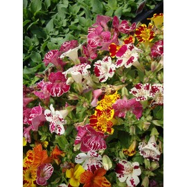 NIKA SEEDS - Flowers Seep Monkeyflower Mix Mimulus Mix Annual - 1000 Seeds