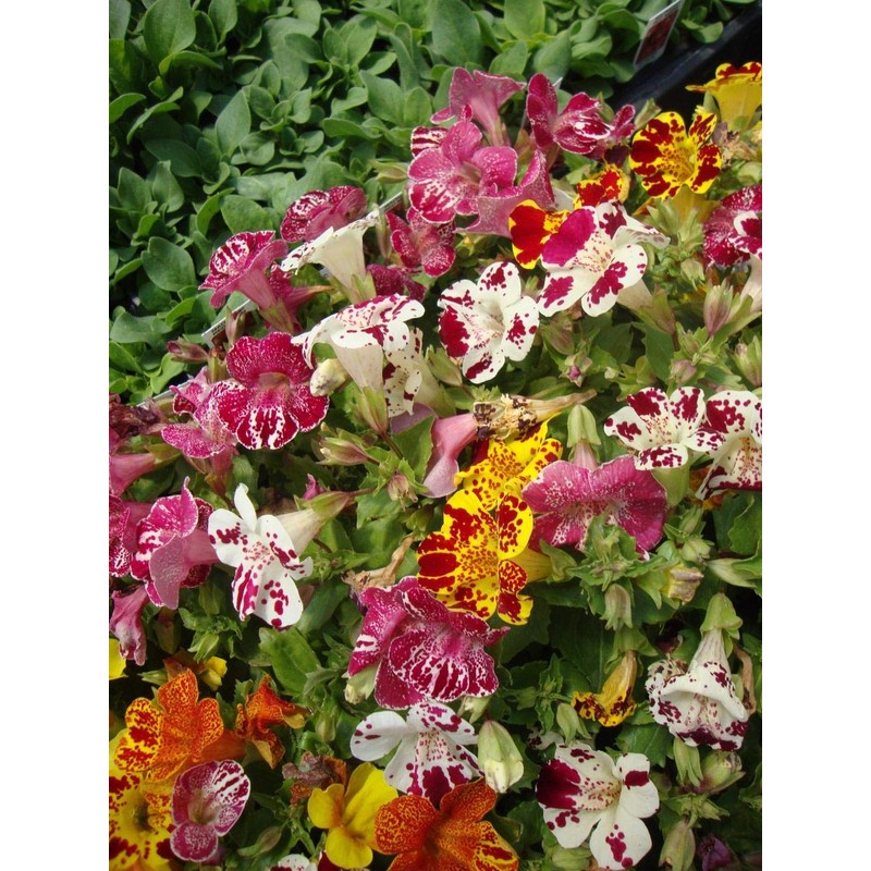 NIKA SEEDS - Flowers Seep Monkeyflower Mix Mimulus Mix Annual