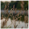 Everwilde Farms - 1000 Brown Fox Sedge Native Grass Seeds