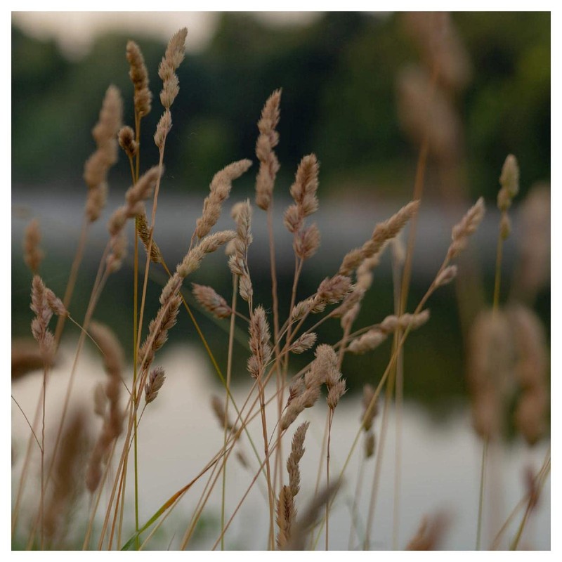 Everwilde Farms - 1000 Brown Fox Sedge Native Grass Seeds
