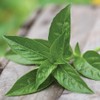 Burpee 'Sweet' Basil, 600mg Non-GMO Herb Seeds for Planting