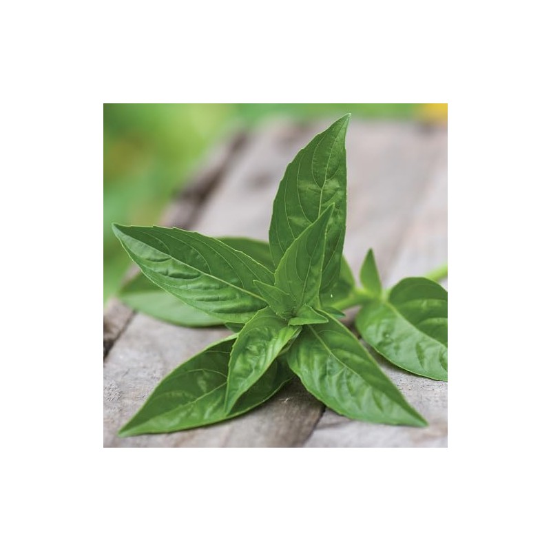 Burpee 'Sweet' Basil, 600mg Non-GMO Herb Seeds for Planting