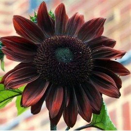 Flowers Chocolate Cherry Sunflower Seeds - 50pcs/pack - Rich Red-Brown Blooms