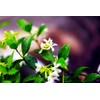 Rare Scented Jasmine Flower Easy to Grow 5g Seeds