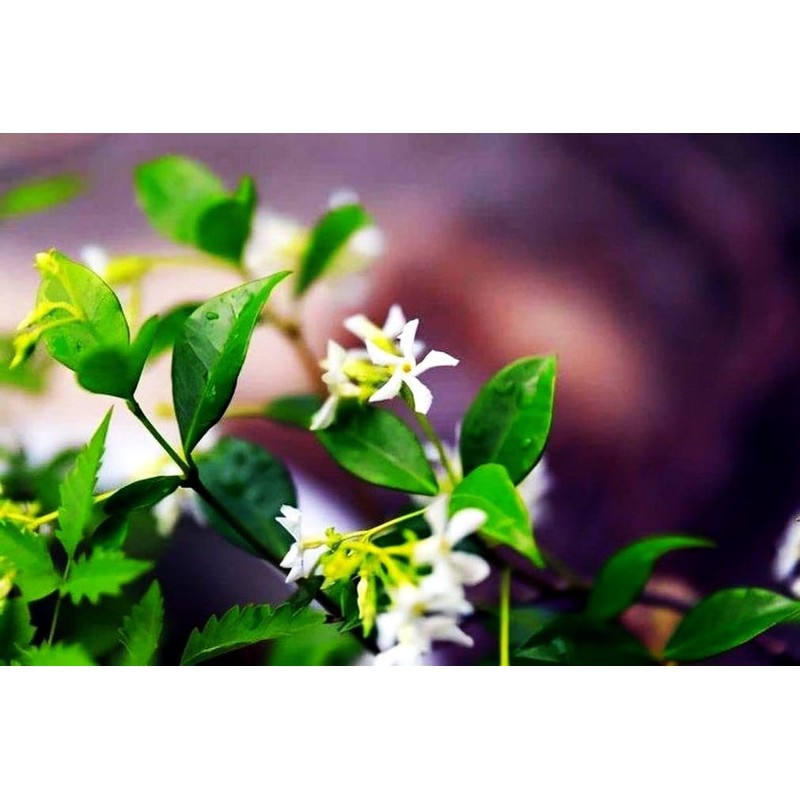 Rare Scented Jasmine Flower Easy to Grow 5g Seeds
