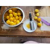 Tree 10 Meyer Lemon Seeds Organic 🍋 Freshly Harvested 01/25