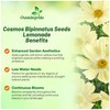 Outsidepride Lemonade Cosmos Bipinnatus Seeds - 50 Pcs Annual, Easy