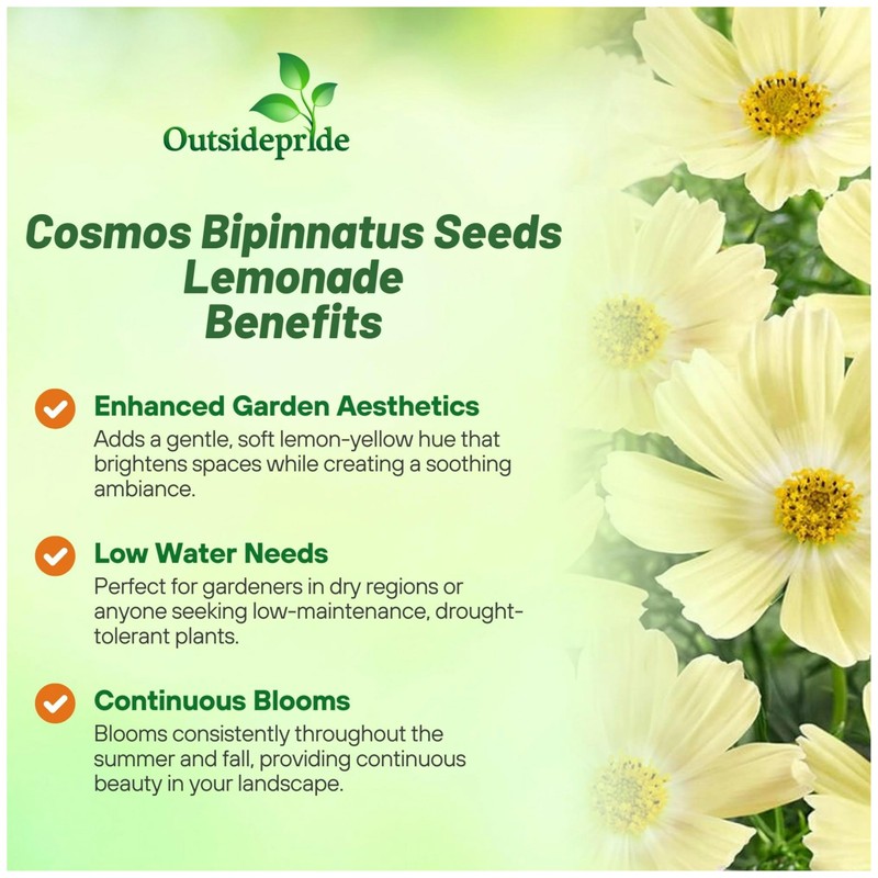 Outsidepride Lemonade Cosmos Bipinnatus Seeds - 50 Pcs Annual, Easy