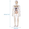 Human Body Model for Kids, Fully Transparent Body, 29 Piece