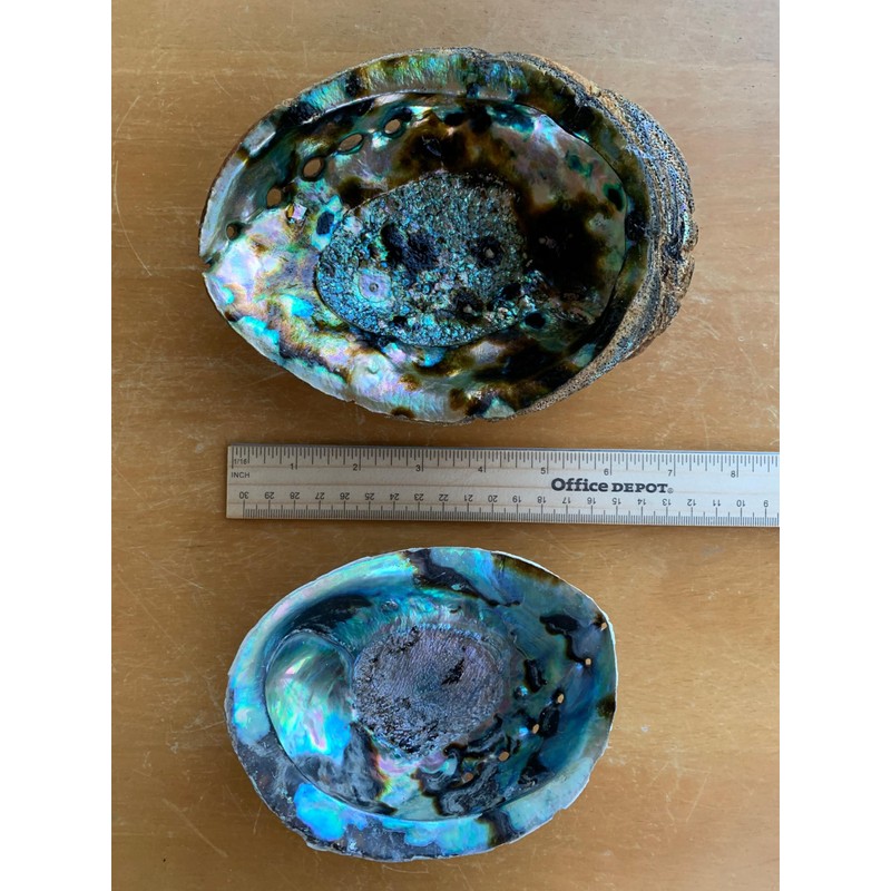 Abalone Shell, Seashell Incense Burner, Smudge Bowl for Holding Smudge