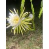 Cactus 2X Queen 12" CACTUS ORCHIDs NIGHT BLOOMING CEREUS