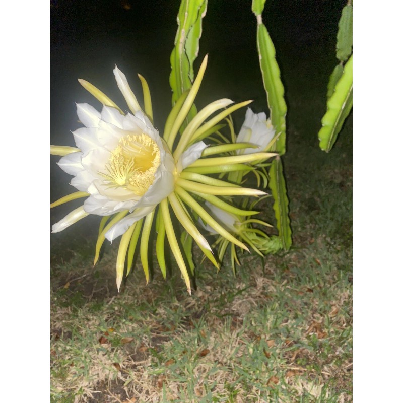 Cactus 2X Queen 12" CACTUS ORCHIDs NIGHT BLOOMING CEREUS