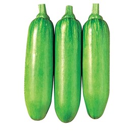Squash Seeds - Korean, Summer - King Ka Ae - Hybrid - 1 Oz ~200 Seeds - Non-GMO, F1 Hybrid - Asian Garden Vegetable