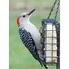 Backyard Seeds No Melt Max Energy Premium Suet Cakes 12
