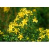 St. John's Wort (Hypericum perforatum), 2 oz (57 grams), Wild-Harvested