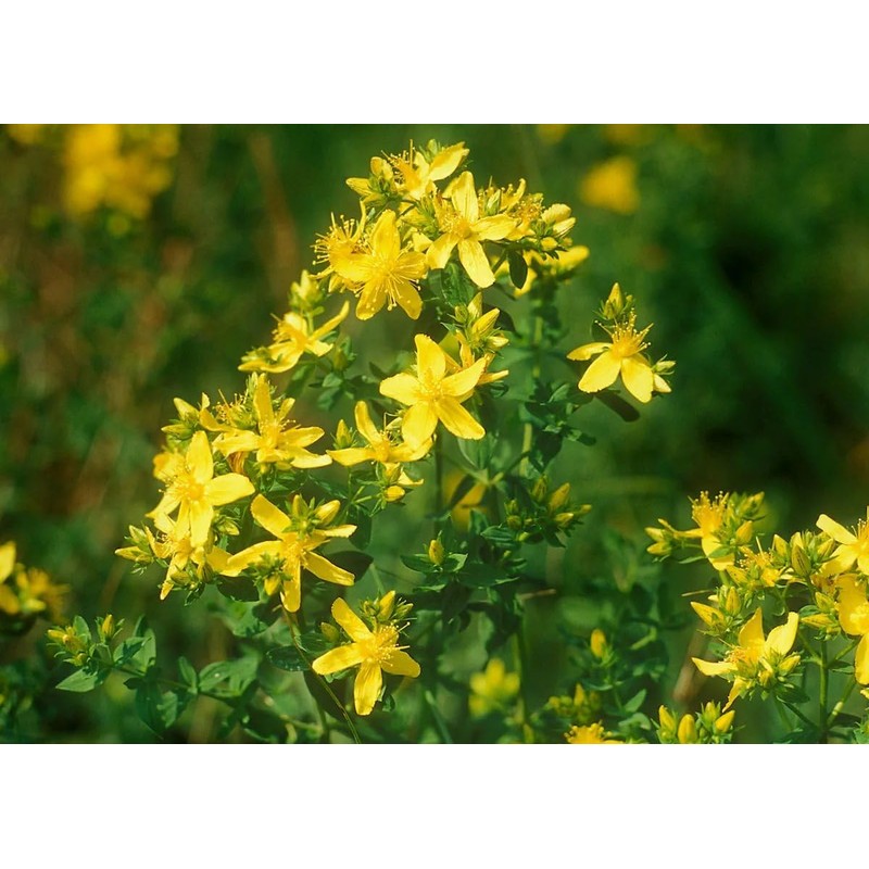 St. John's Wort (Hypericum perforatum), 2 oz (57 grams), Wild-Harvested