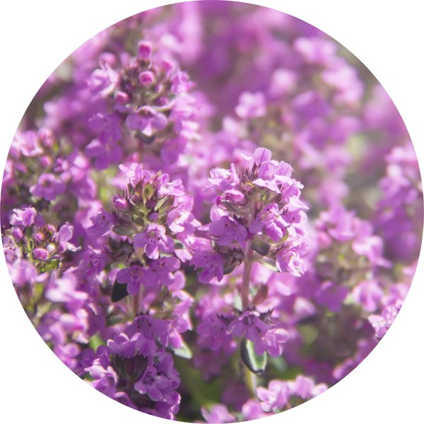 Living Libations Thyme, Moroccan Essential Oil, 15ml