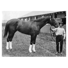 MAN O WAR CHAMPION THOROUGHBRED RACE HORSE 1920 5X7 PHOTO