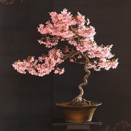 CZ Grain 20 Japanese Flowering Cherry Blossom Rare Bonsai Seeds - Pink Flowering Tree