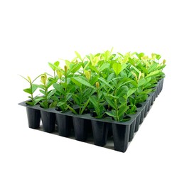 Ixora Maui Yellow | 3 Live Plants | Beautiful Vibrant Blooming Butterfly Attracting Shrub | Coccinea Flame of The Woods Jungle Flame