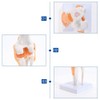 Aribrnten Anatomical Knee Joint with Ligaments Model, Human 1:1 Life