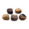 Petrified Wood Medium Crystal Tumbled Stone - 1 Pc