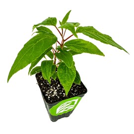 Prolific Hardy Kiwi Live Plant - Self-Fertile Actinidia Arguta Vine, Wellspring Gardens Starter Plant, Cold Tolerant, Smooth Grape-Sized Fruit, Pollinates Female Kiwi Vines, Ideal for Trellis