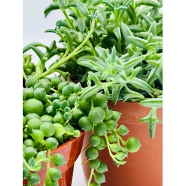String of Dolphins and String of Pearls Combo Rare Succulents Live Plant in 4" inch Pot with Soil Fully Rooted. Easy to Care, Great for Home Office Wedding Decorations DIY Projects Party Favor