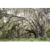 NATURAL/ORGANIC Fresh Live Florida Spanish Moss Air Plant/decorati