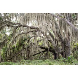 NATURAL/ORGANIC Fresh Live Florida Spanish Moss Air Plant/decorati