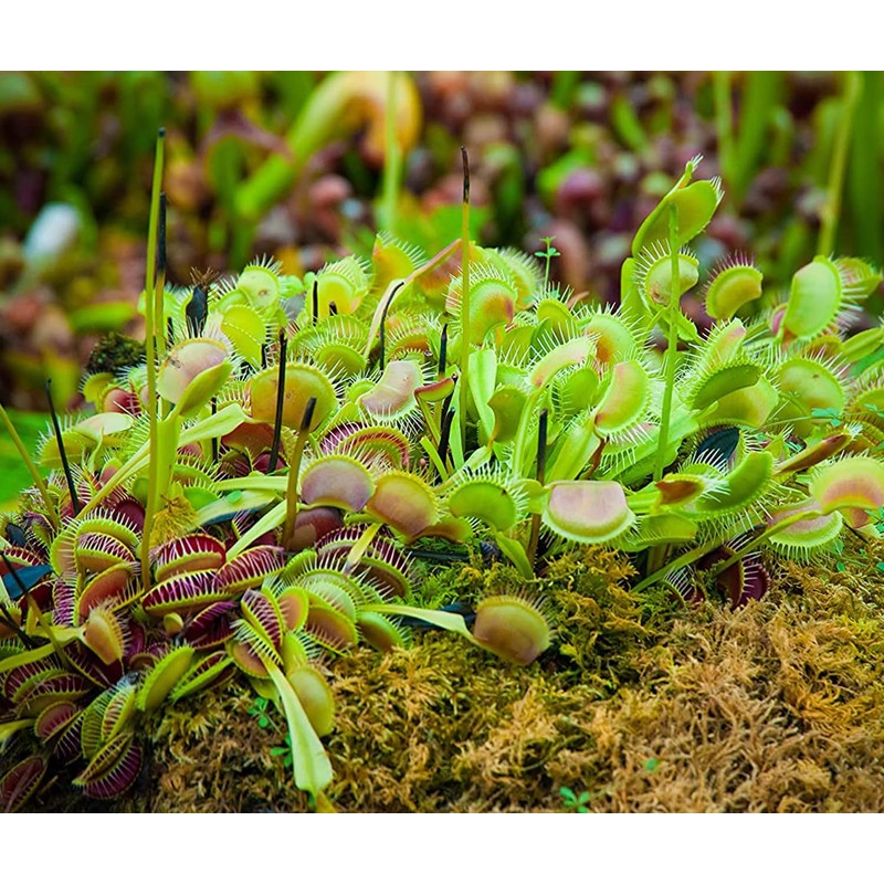 Altman Plants Live Venus Fly Traps Carnivorous Plants (3PK), Live