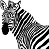 Zebra Head Sticker Decal Notebook Car Laptop 5" x 5"