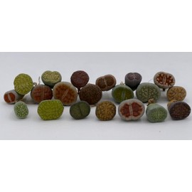 Lithops Live Plants Assorted Colorful Mix of 1/3/5/10/20 Variety Packs in .5 / .8/1.2 Inch Exotic Lithops 1-3+ Years Old Multicolor Living Stone Rare Succulent HousePlant (20, BR Small)