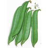 Sword Bean - Shironata Mame - 1 Lb ~352 Seeds