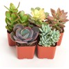 Shop Succulents Assorted Succulent Plant Pack Collection - Live Mini