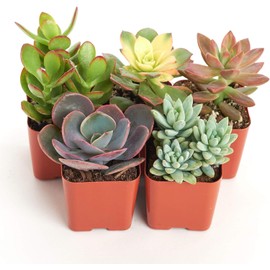 Shop Succulents Assorted Succulent Plant Pack Collection - Live Mini Succulent Plants, Low Maintenance, Mixture of Colors & Textures - Wedding and Party Favors, Gift & Garden, Pack of 5