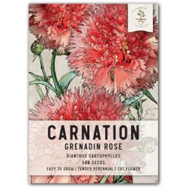 Carnation 3 - Grenadin Rose Carnation Seeds For Planting (Dianthus caryophyllus) 500 Seeds