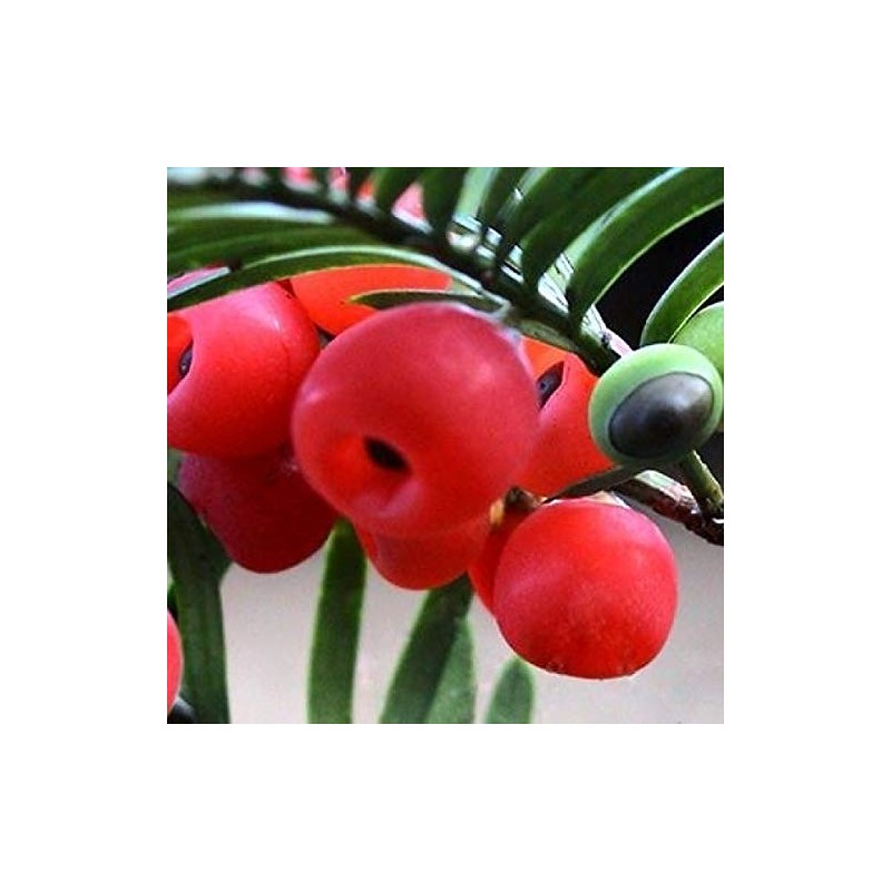 Taxus chinensis: Chinese Yew Seeds