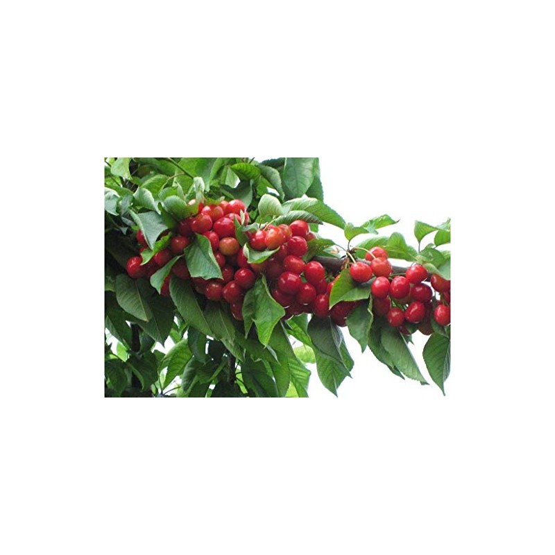 Kristin Cherry Tree Seeds - 20 Cherry Seeds - Qualityseeds4less