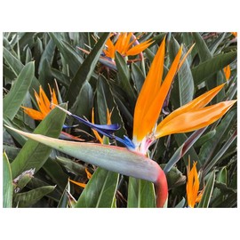 Exotica Tropicals Professional Nursery Grade Strelitzia Bird of Paradise Fertilizer 4 LB Six Month Slow Release Plant Food