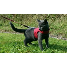 Mynwood Cat Jacket/Harness Red Kitten up to 8 month