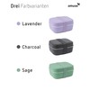 Amuse 3 in 1 Adult Lunch Box Bento Box, Lunch