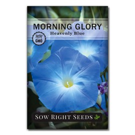 Sow Right Seeds - Heavenly Blue Morning Glory Seeds for Planting - Non-GMO Heirloom Packet with instructions to Grow - Perennial Vining Variety with Delicate Blue Blooms - Beautiful Trailing Decor (1)