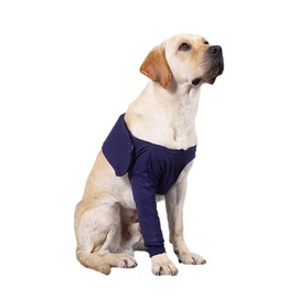 Dog Surgery Recovery Sleeve, Dog Knee Brace, Elbow Bandage Protector, Pet socks paws stop licking for Front Right & Left Leg, Wounds, Bandages, Anti-Licking for Dogs, Blue