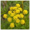 Everwilde Farms - 1/4 Lb Golden Alexanders Native Wildflower Seeds
